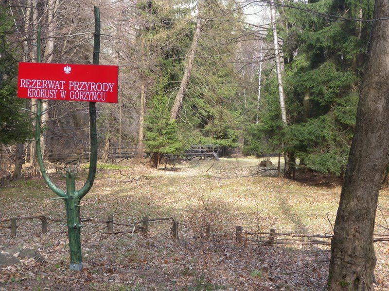 Rezerwat 'Krokusy' w G�rzy�cu